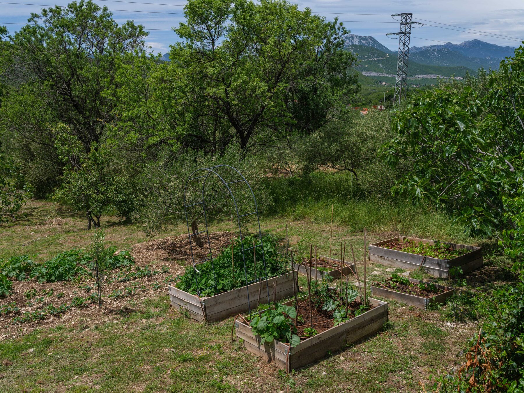 Vegetable garden